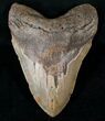 Massive Megalodon Tooth - North Carolina #13986-1